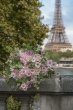 画像2: 写真集「パリの花束」【サイン入/ポストカード付】 (2)