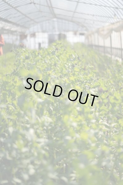 画像2: 【市場直送便】谷口セレクトの季節の素材 (2)