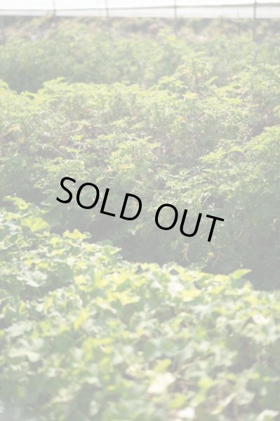 画像1: 【市場直送便】谷口セレクトの季節の素材 (1)