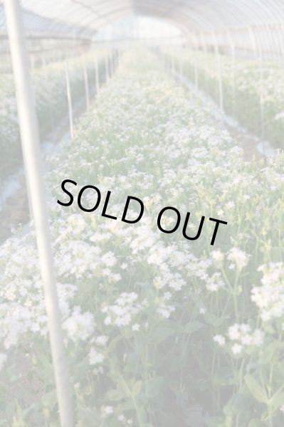 画像3: 【市場直送便】谷口セレクトの季節の素材 (3)