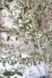 画像4: 季節の枝物　ロシアンオリーブ (4)