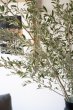 画像2: 季節の枝物　ロシアンオリーブ (2)