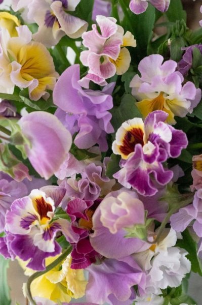 画像2: パンジーのブーケ (2)