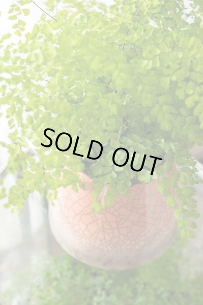 画像2: アジアンタム・フレグランス　 (2)