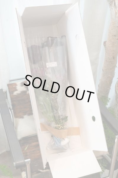 画像4: 【市場直送便】谷口セレクトの季節の素材 (4)