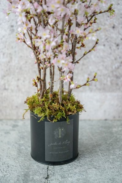 画像3:  桜のシランドルアレンジメント (3)