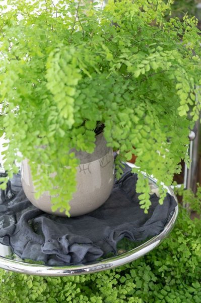 画像2: アジアンタム・フレグランス5寸(DOMANIセット) (2)