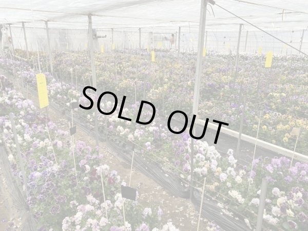 画像2: 群馬県日帰り産地見学＆パンジー花摘みツアー（11/4） (2)