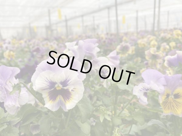 画像1: 群馬県日帰り産地見学＆パンジー花摘みツアー（11/4） (1)