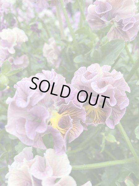 画像3: 群馬県日帰り産地見学＆パンジー花摘みツアー（11/4） (3)