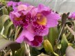 画像5: 群馬県日帰り産地見学＆パンジー花摘みツアー（11/4） (5)