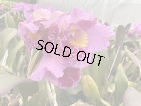 画像5: 群馬県日帰り産地見学＆パンジー花摘みツアー（11/4） (5)