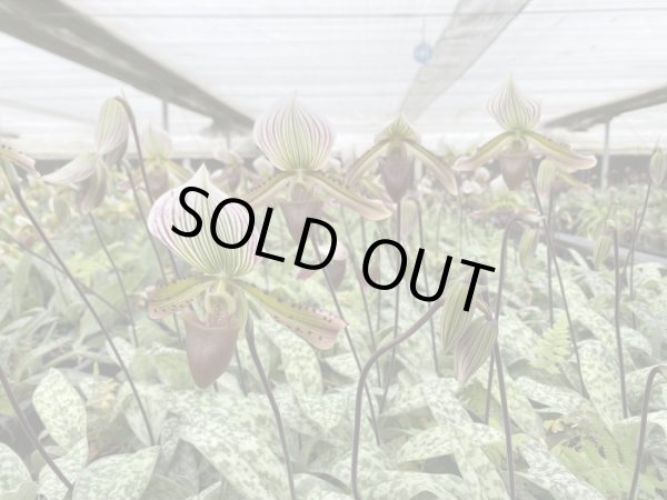 画像4: 群馬県日帰り産地見学＆パンジー花摘みツアー（11/4） (4)