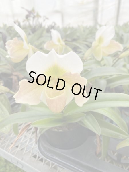 画像6: 群馬県日帰り産地見学＆パンジー花摘みツアー（11/4） (6)