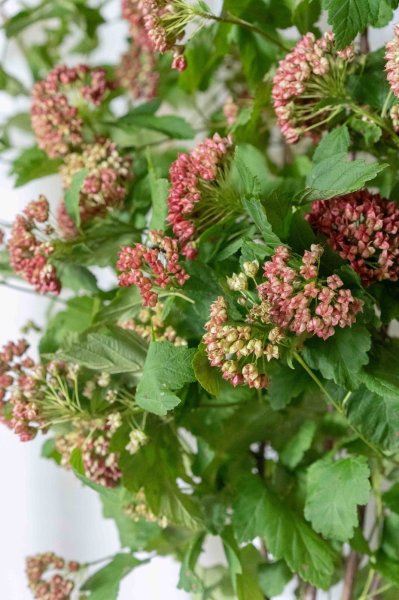 画像3: 季節の枝物 ディアボロライム (3)