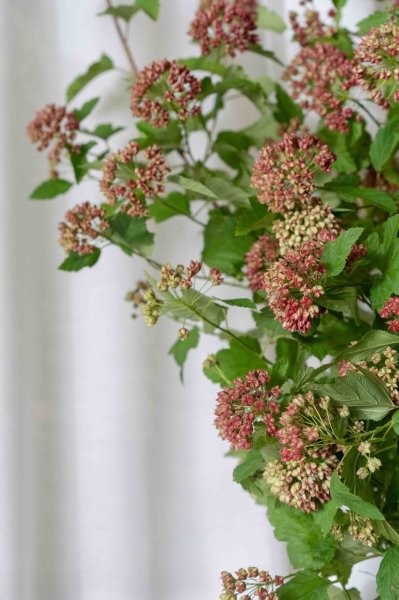 画像2: 季節の枝物 ディアボロライム (2)