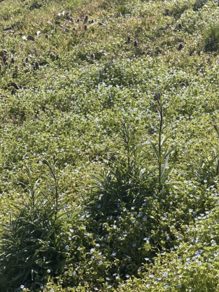 画像1: バイモユリとイブピアジェのブーケロン (1)